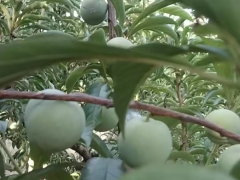 广元市供销社发挥网点优势保农资供应助春耕生产