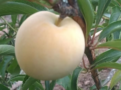 加强创新创优 做实为农服务—射洪市供销社积极探索“三位一体”服务新模式