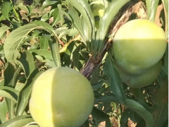 达州市大竹县供销社全力做好2023年春耕农资供应