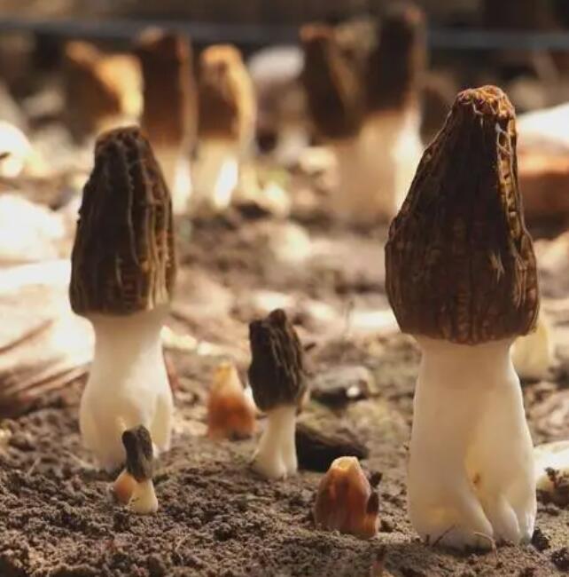 羊肚菌 场地直销