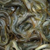 泥鳅大量现货当天下单发货鲜活泥鳅全国包邮