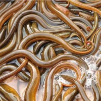 黄鳝汈汊湖大黄鳝鳝鱼鲜美长鳝鱼滋补鳝丝生态淡水鱼氧包发货包活