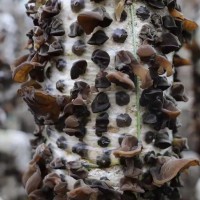 新货 东北黑木耳500g 现货 批发 木耳 云儿 散装 食用