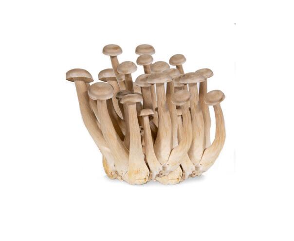 鹿茸菇、福建古田、场地直销、一手货源、精品场地直销各种规格￼