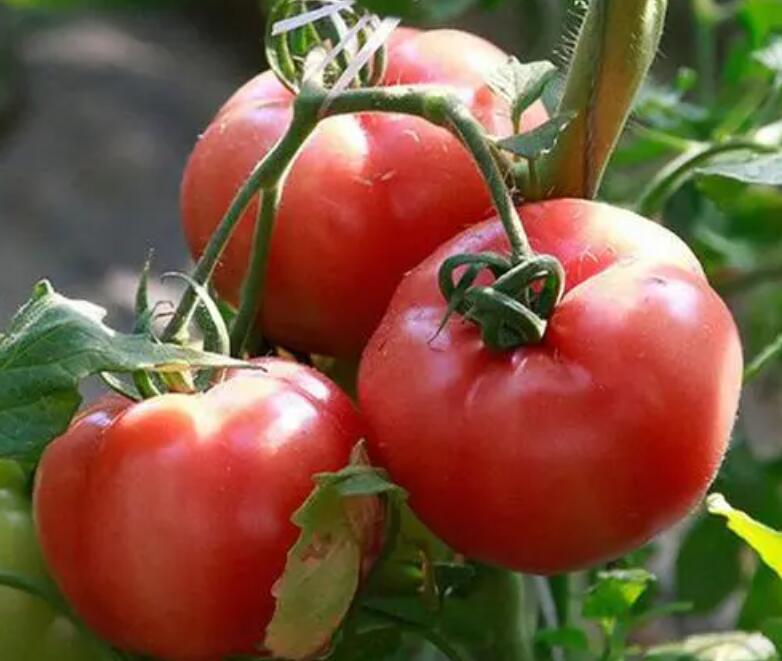 普罗旺斯西红柿 产地直发直供 海阳西红柿