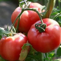 普罗旺斯西红柿 产地直发直供 海阳西红柿