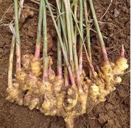 368姜种批发。产地直发。提供种植技术。跟踪管理。包回收