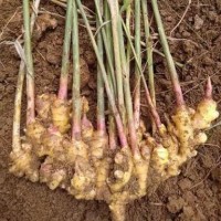 368姜种批发。产地直发。提供种植技术。跟踪管理。包回收